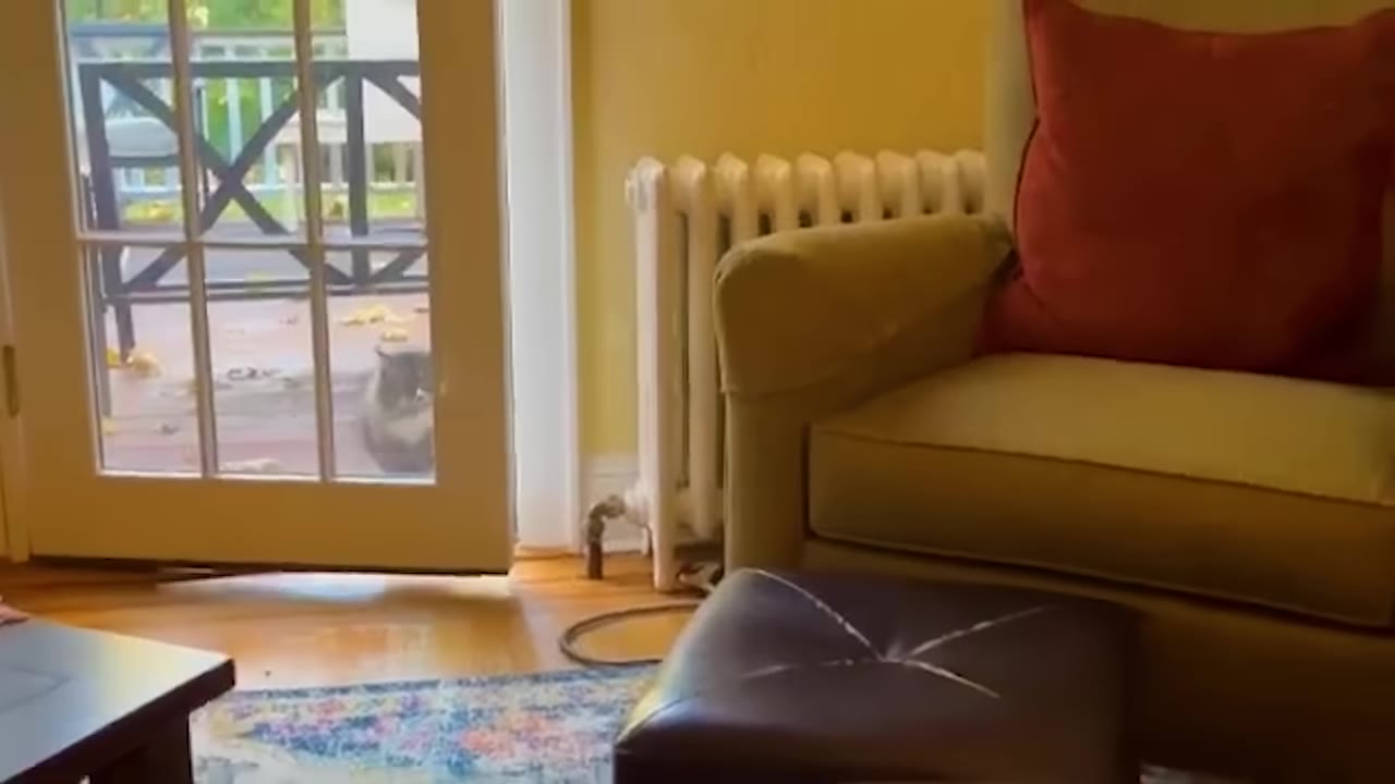A fluffy cat sits on a wooden deck, looking inside through the glass panes of a closed door next to a living room armchair.