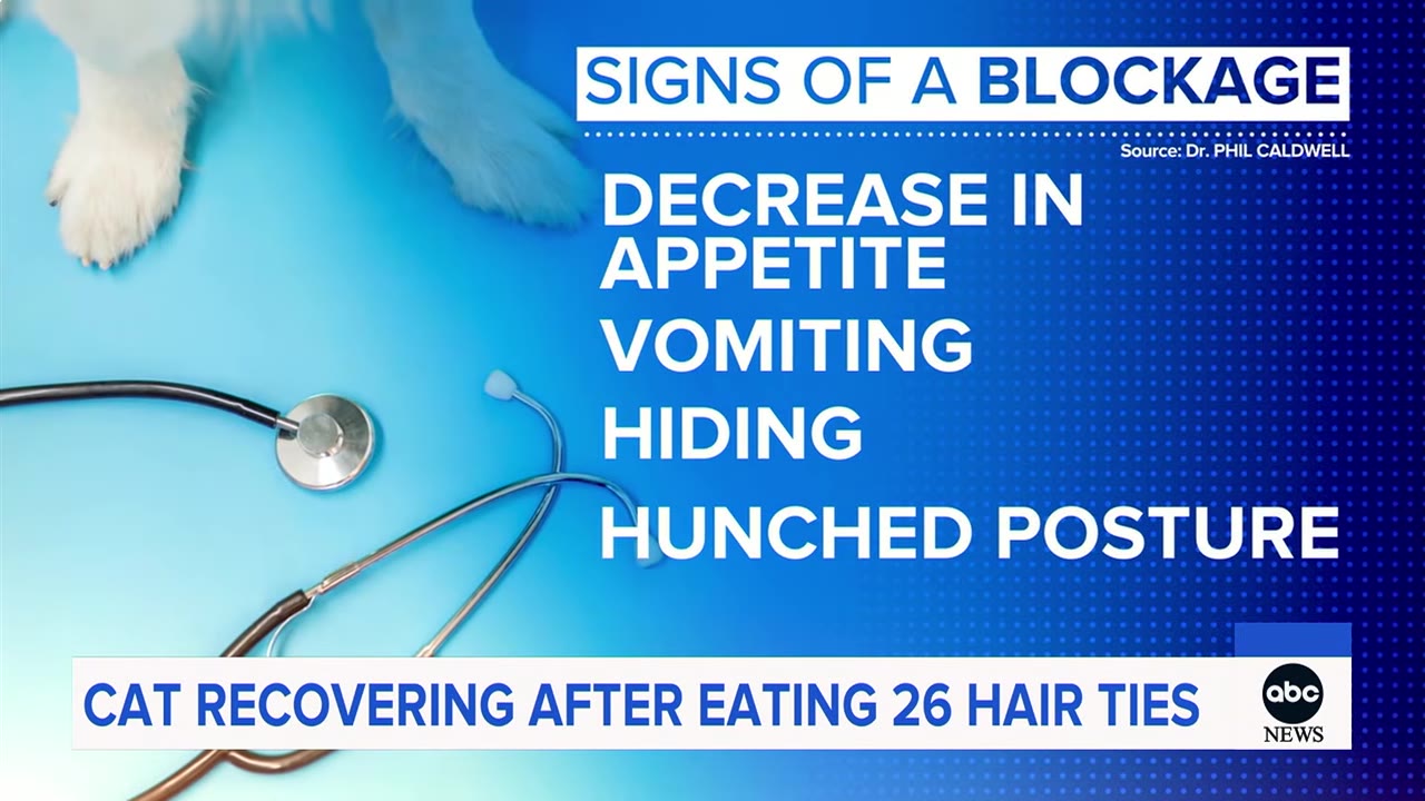 An informational graphic titled 'SIGNS OF A BLOCKAGE' listing symptoms: 'DECREASE IN APPETITE', 'VOMITING', 'HIDING', and 'HUNCHED POSTURE' next to a stethoscope on a blue background.