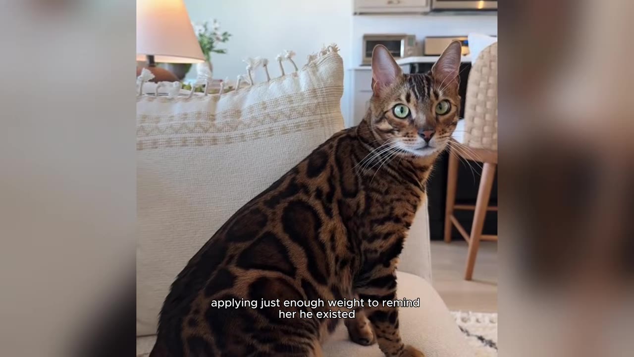 A Bengal cat with green eyes sits on a white armchair in a living room, looking directly at the camera with a kitchen counter and toaster oven visible in the background.