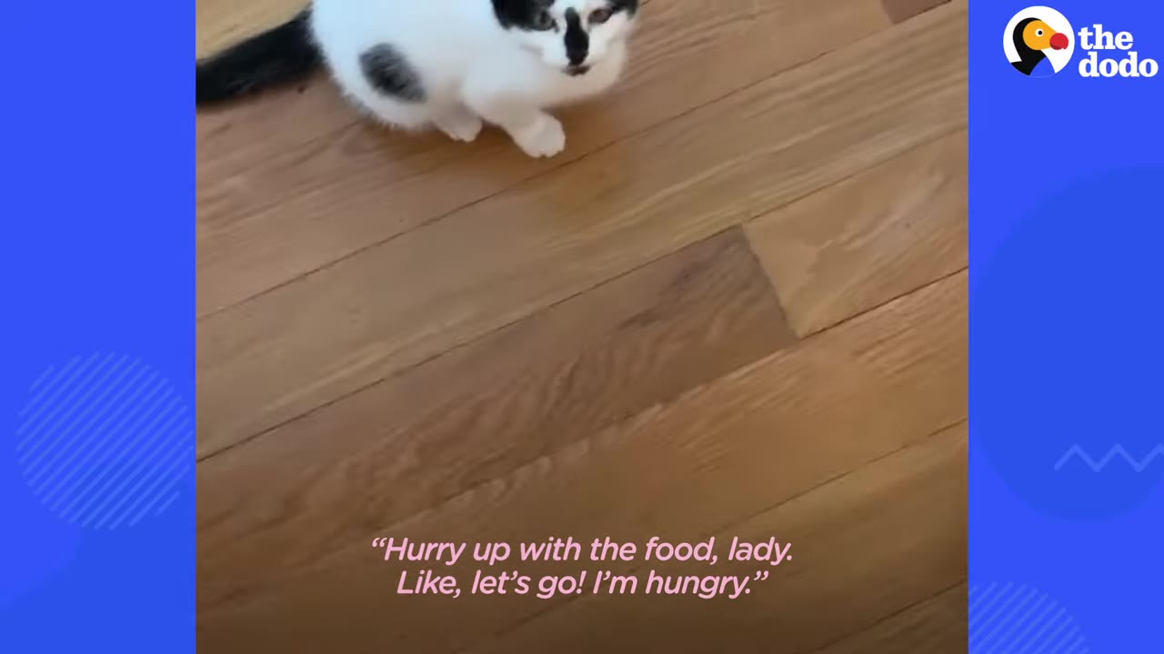 A black and white kitten sits on a wooden floor looking up, with text on screen reading, 'Hurry up with the food, lady. Like, let's go! I'm hungry.'