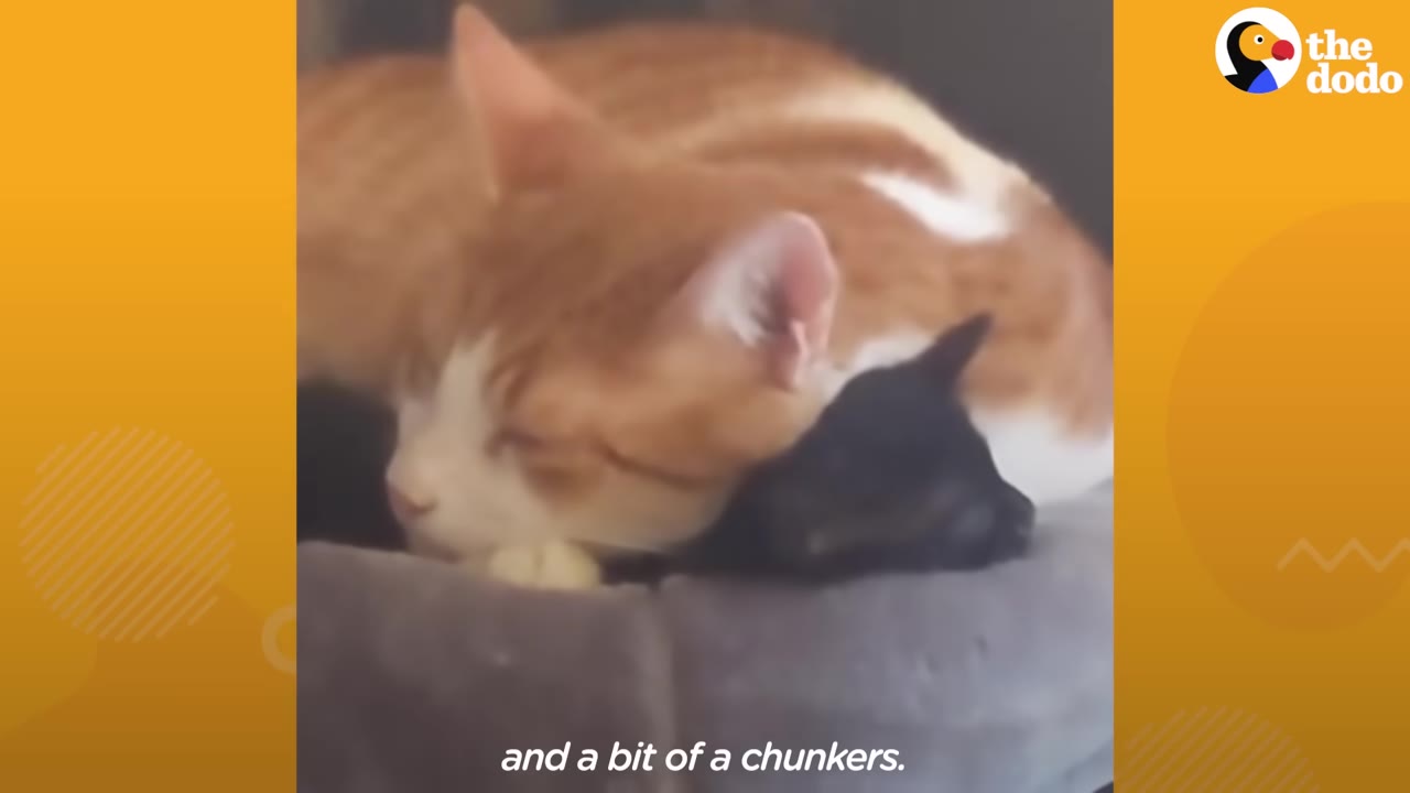 An orange and white cat sleeping while cuddling a tiny black kitten in a soft grey pet bed.