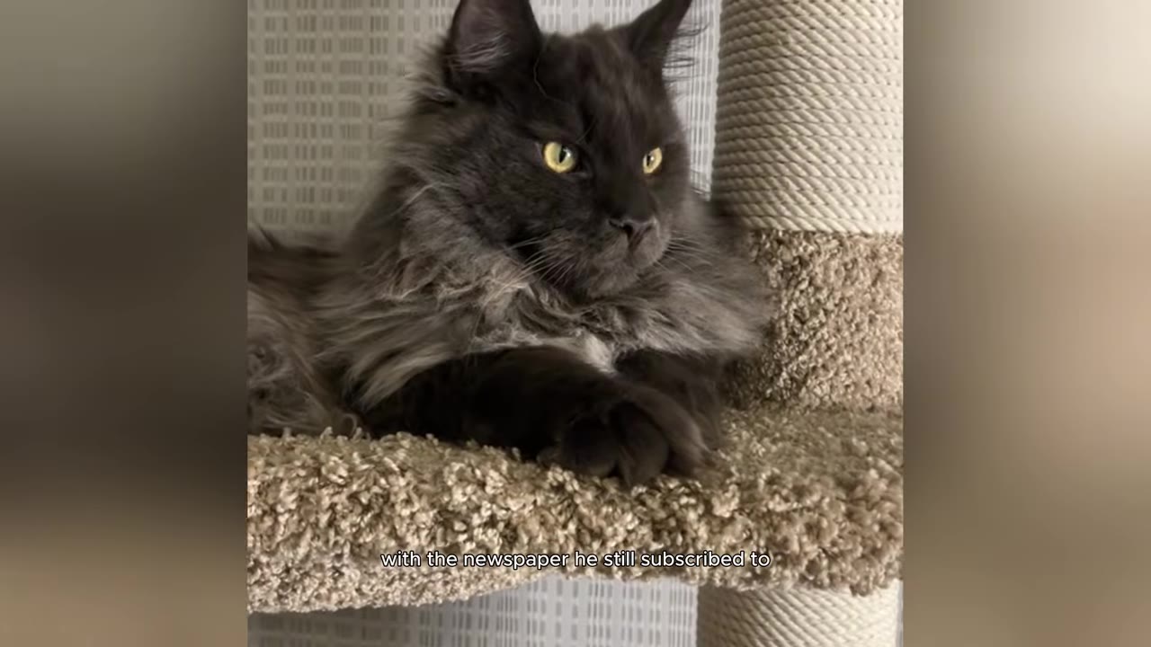 A fluffy grey Maine Coon cat with yellow eyes sits on a carpeted cat tree, looking off to the side.