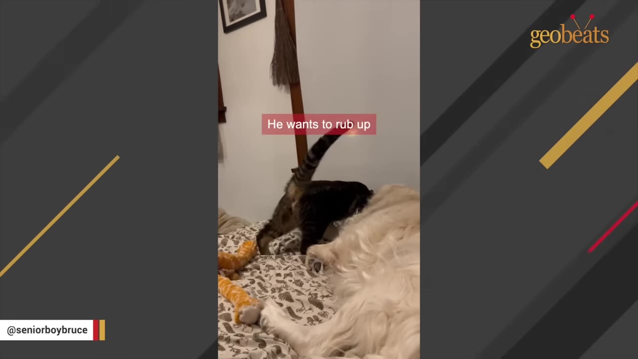 A tabby cat rubs its body against a golden retriever lying on a bed.