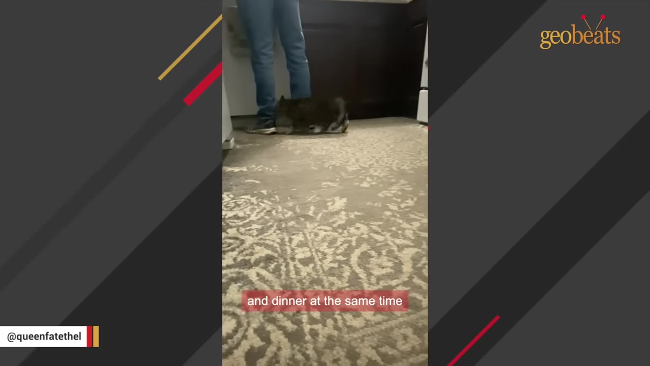 A tabby cat walks near a person's legs in a kitchen, with a caption reading 'and dinner at the same time'.