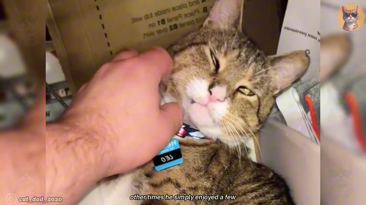 A close-up shot of a tabby cat with a blue collar tag being gently petted under the chin by a person's hand.