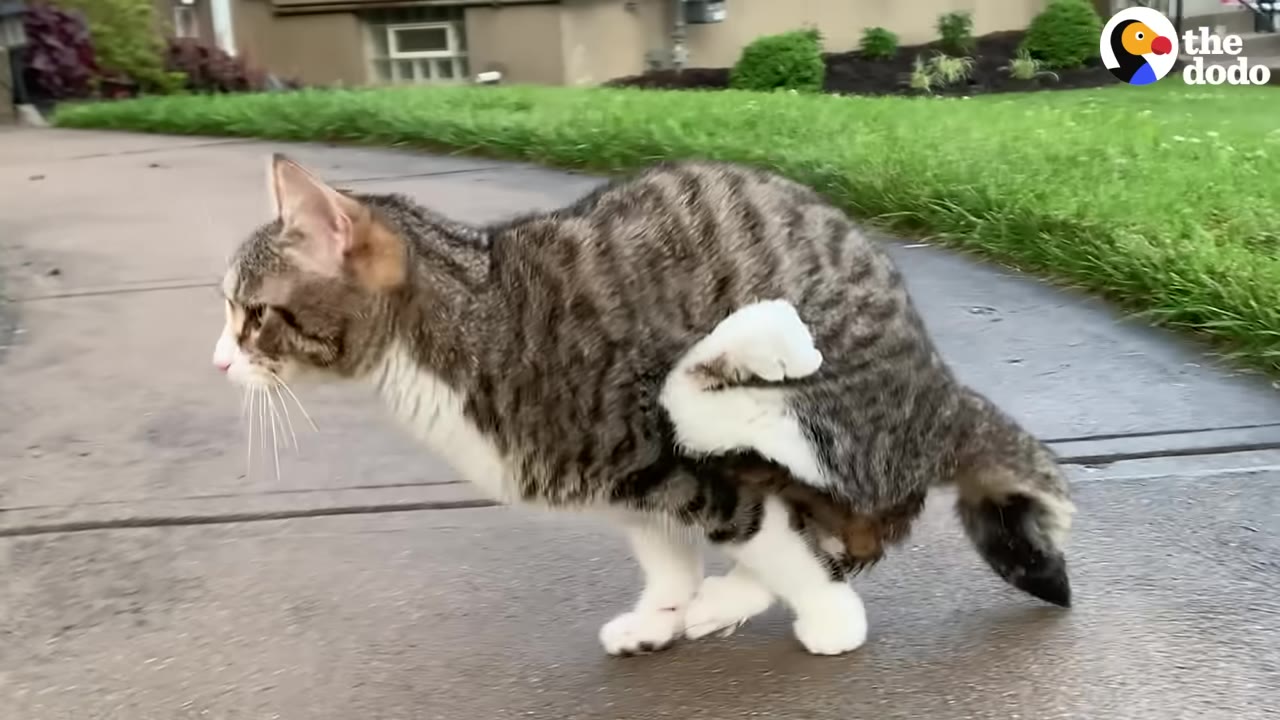 A brown tabby cat with white paws walks determinedly along a concrete sidewalk next to a green lawn.