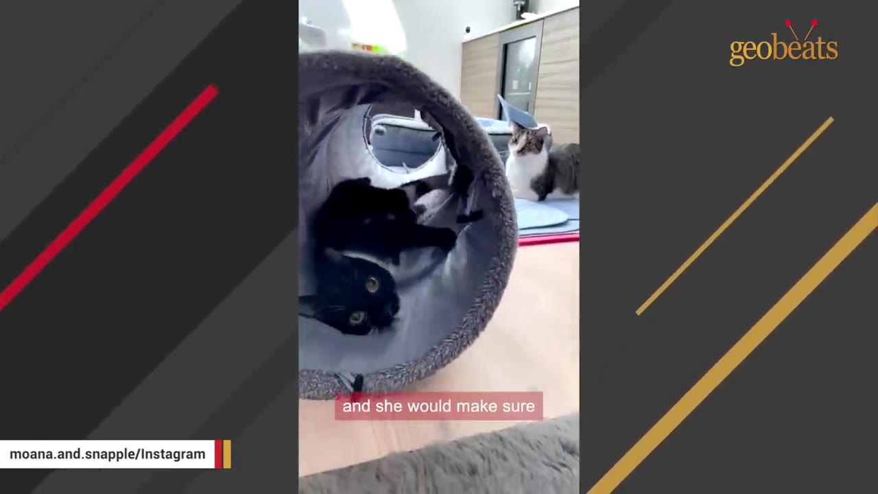 A black cat peers out from inside a grey play tunnel while a tabby and white cat sits in the background watching.