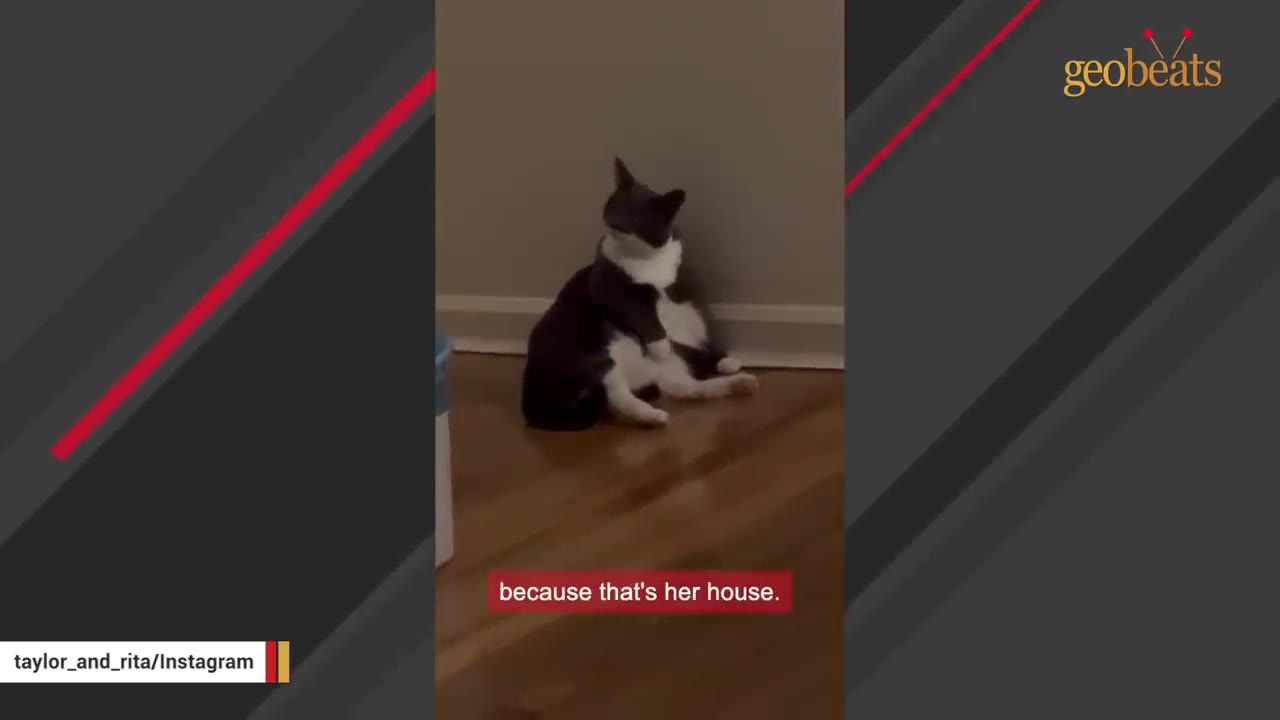 A black and white cat sitting upright against a wall in the corner of a room with wooden floors.
