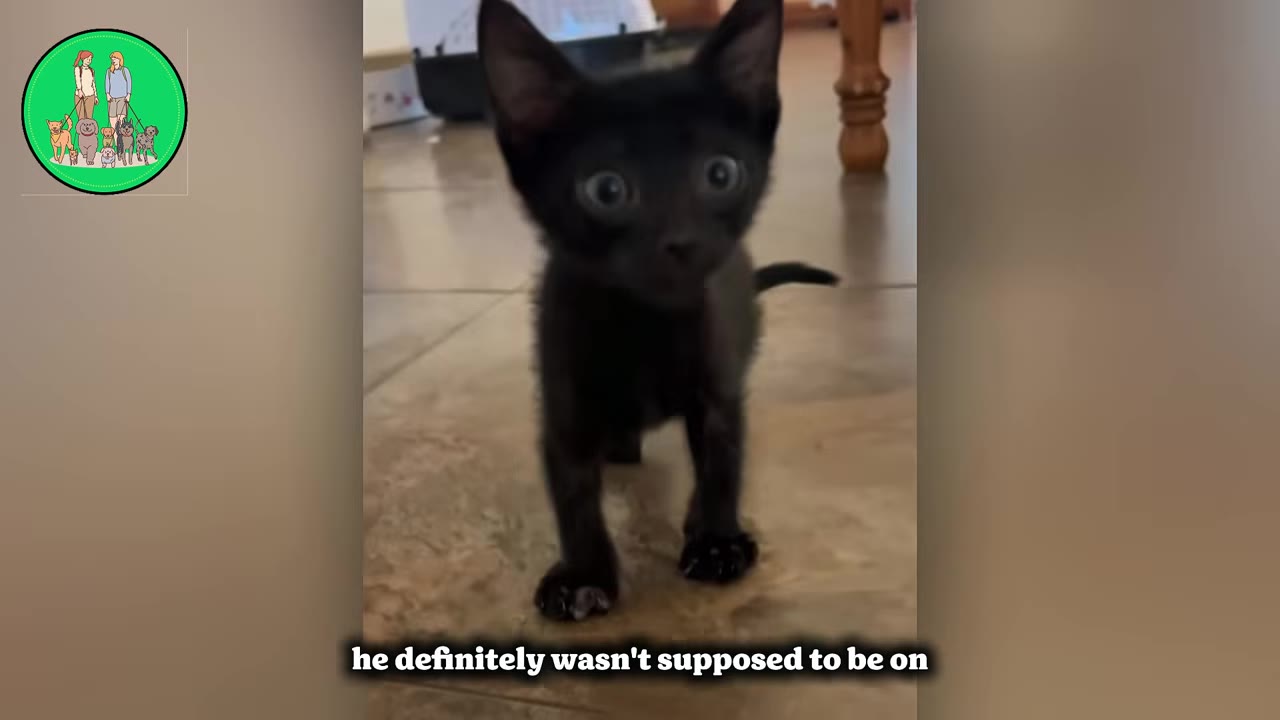 A small black kitten stands on a tiled floor, looking forward with wide, curious eyes.