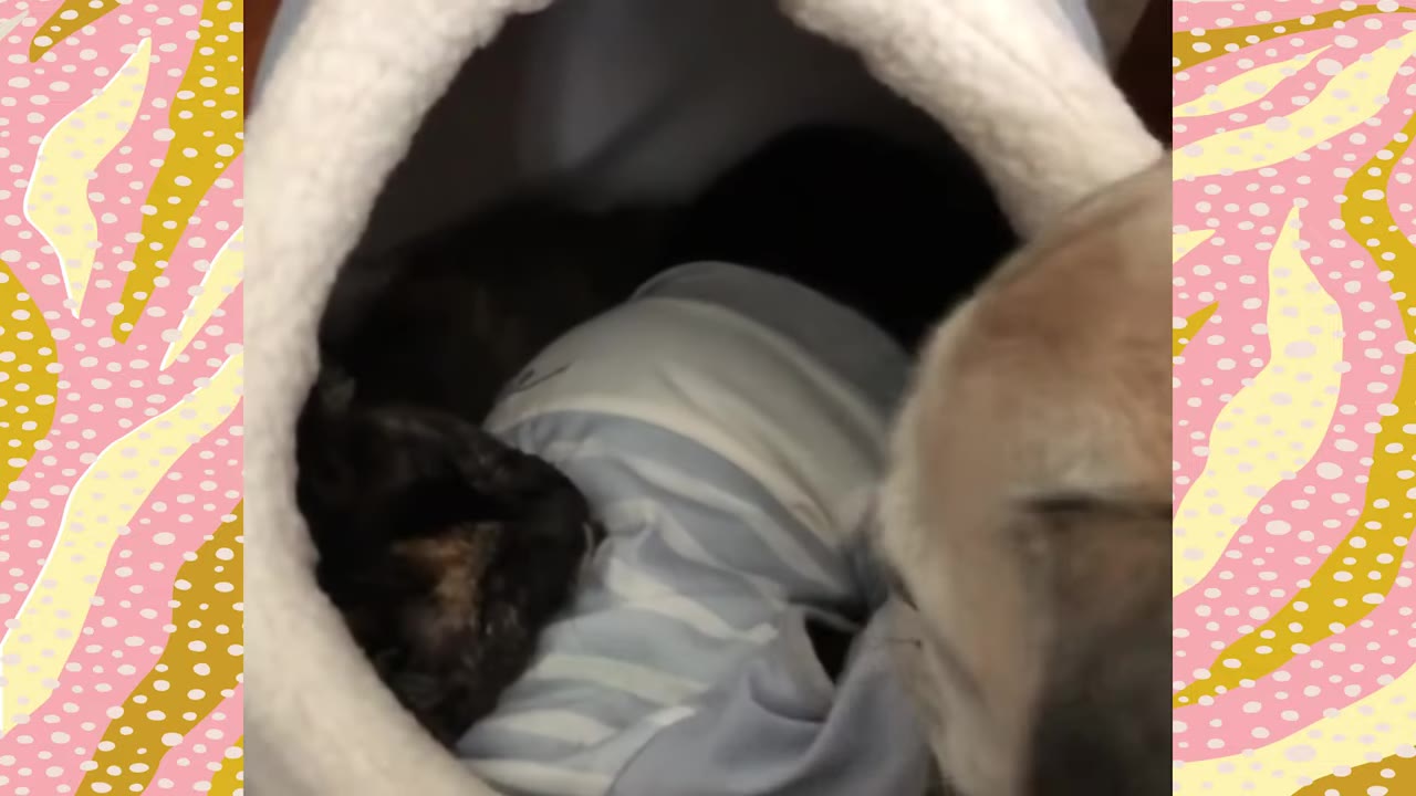 A tan dog gently peers into a soft, dome-shaped pet bed where a small tortoiseshell kitten is resting.