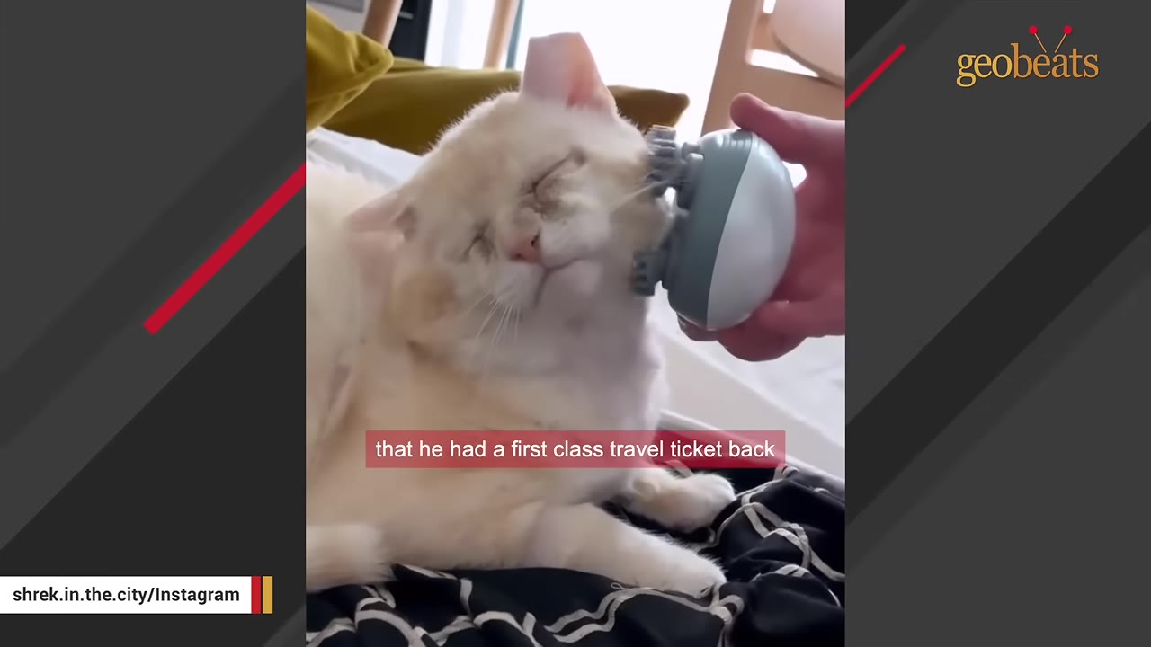 A light-colored cat named Shrek closes his eyes in enjoyment as a hand uses a small, motorized head massager on his cheek.