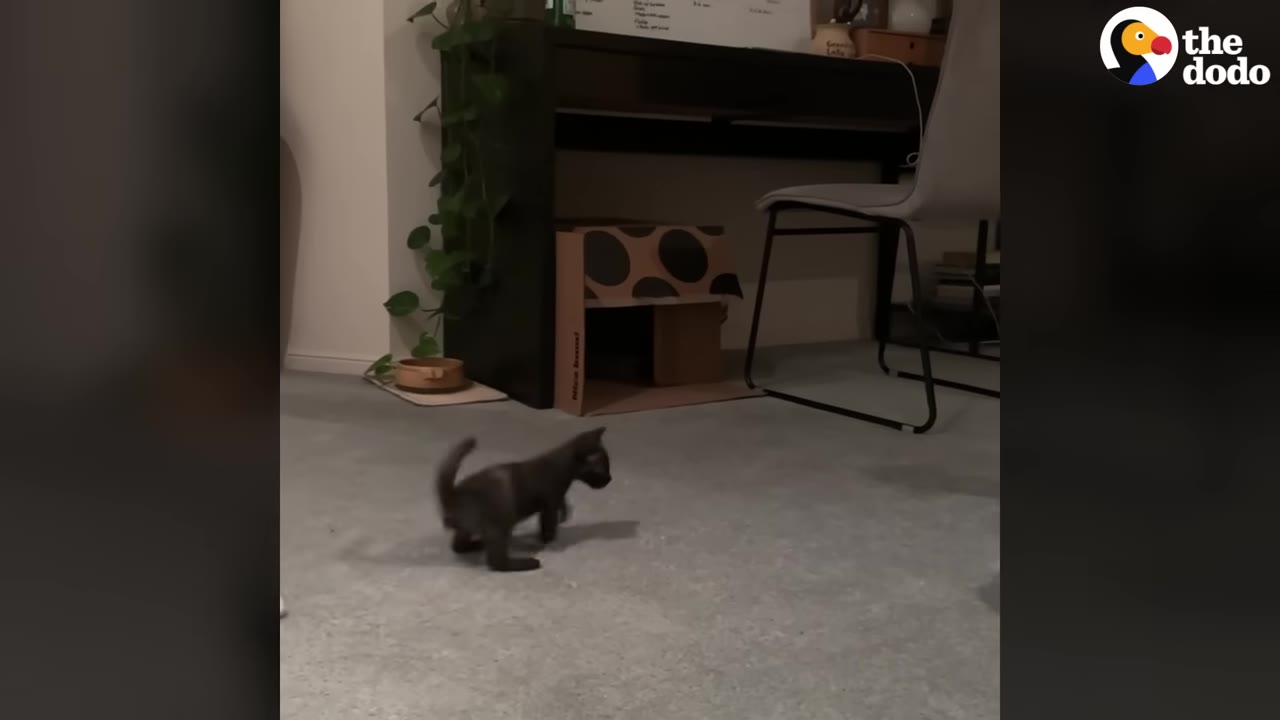 A tiny black kitten walks across a carpeted floor in a room.