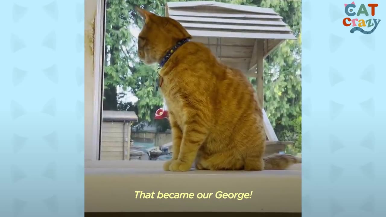 An orange tabby cat wearing a blue collar sits on a windowsill, looking out the window at a bird feeder.