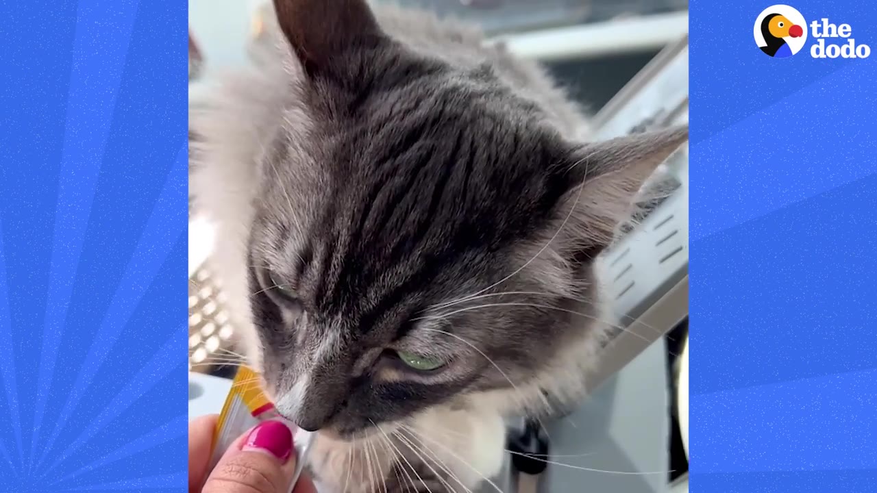 A fluffy grey and white cat with green eyes licking a treat from a tube held by a hand with pink nail polish.