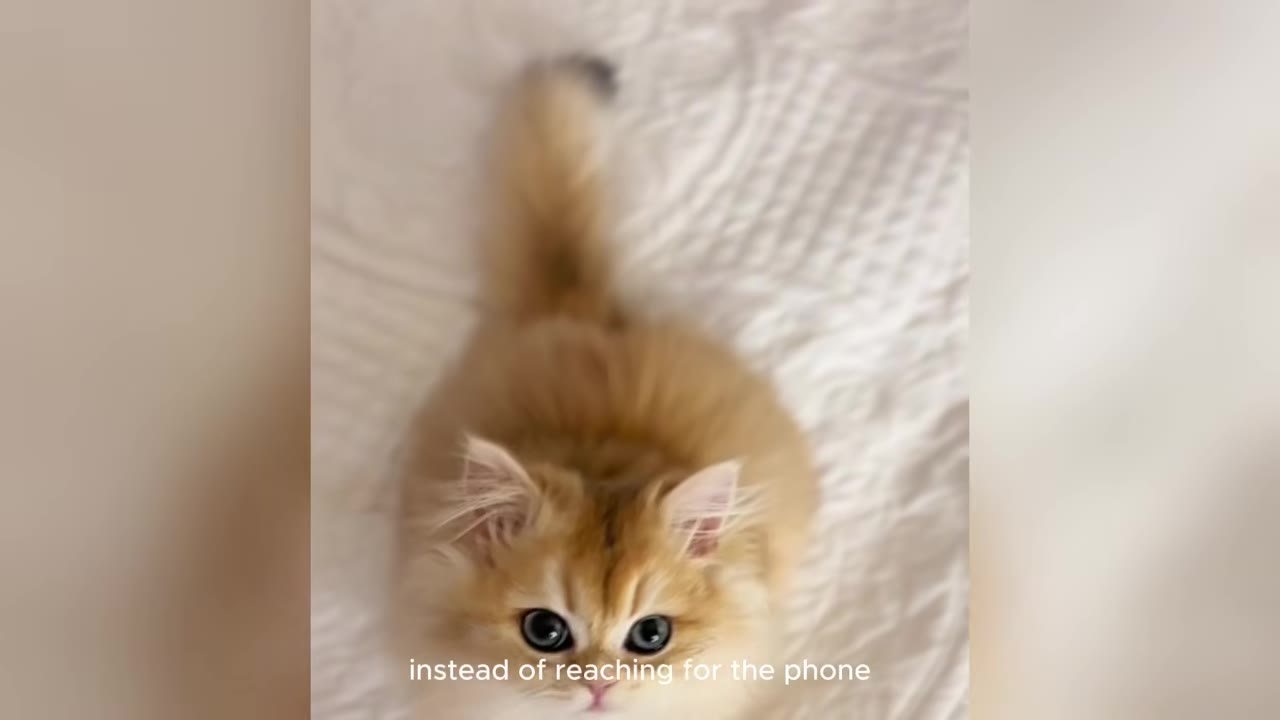 A fluffy, light orange kitten with large dark eyes looks directly up at the camera while sitting on a white textured blanket.