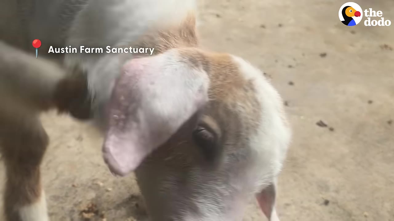 A close-up of a young white and brown goat at Austin Farm Sanctuary.