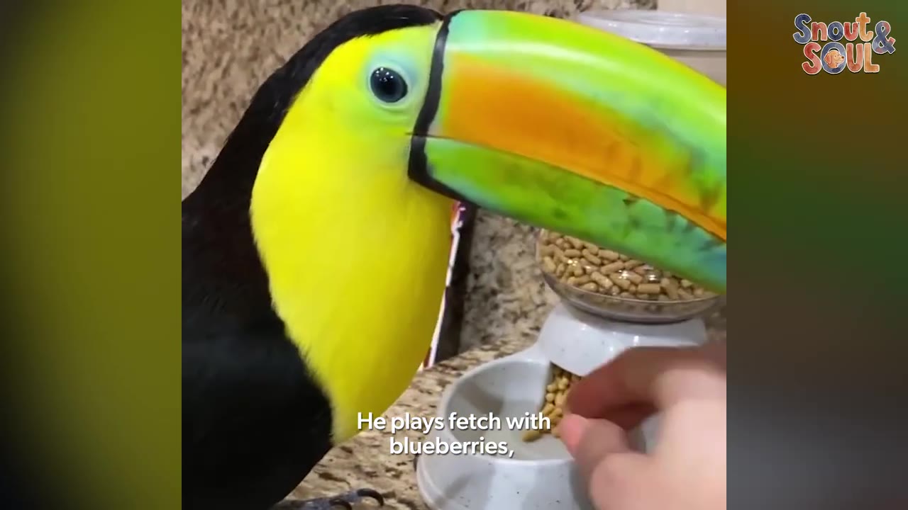 A close-up of a keel-billed toucan with a bright yellow chest and a colorful green, orange, and blue beak, being hand-fed from a white bowl.