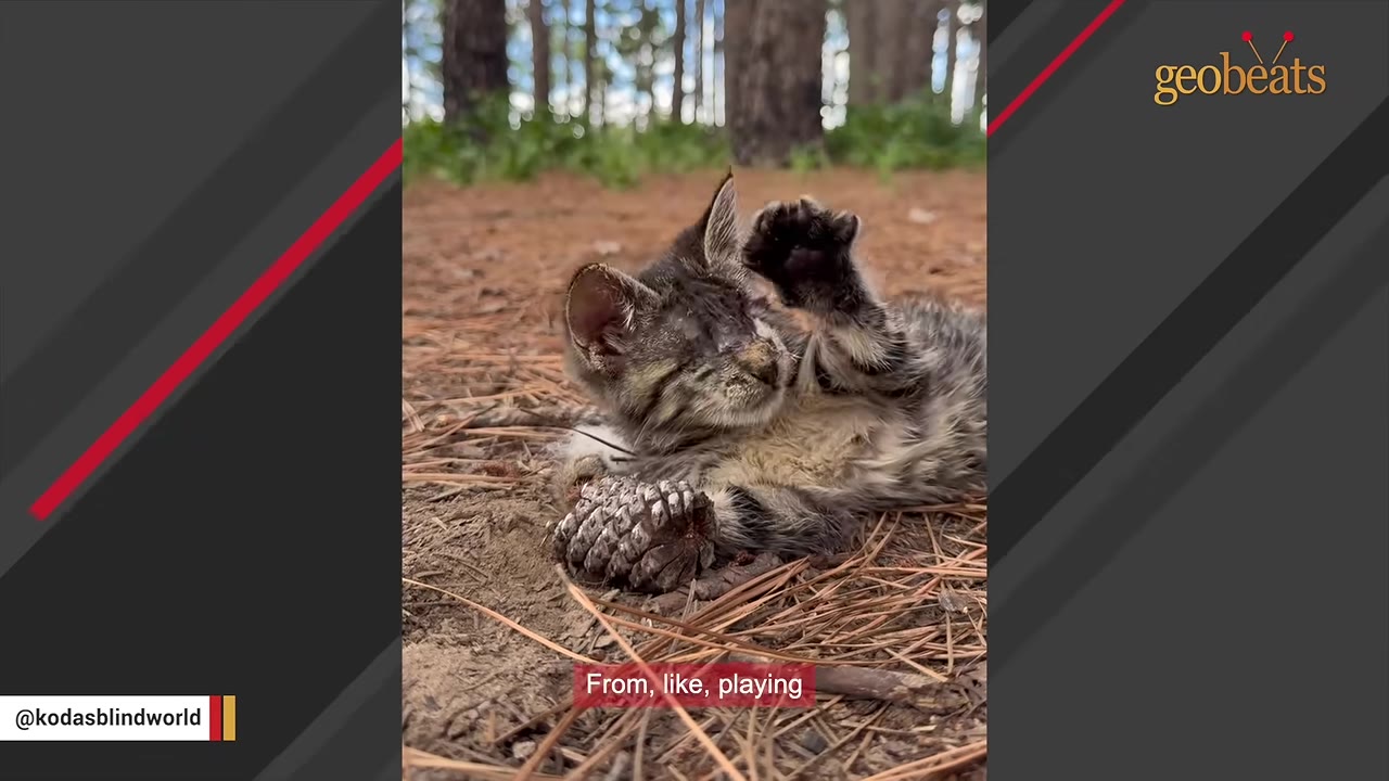 A small, blind tabby kitten lies on a bed of pine needles in a forest, playfully holding a pinecone with its paws.