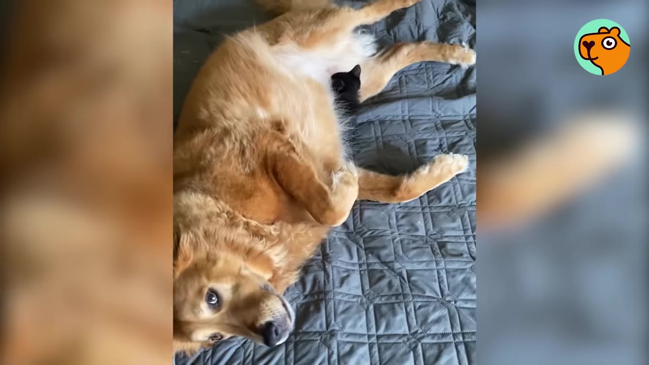 A golden retriever lies on its back on a grey quilted blanket, cuddling with a small black kitten tucked against its belly.