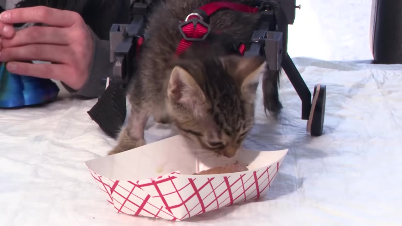 A small tabby kitten wearing a red harness attached to a black wheeled mobility device eats food from a red-and-white checkered paper tray.