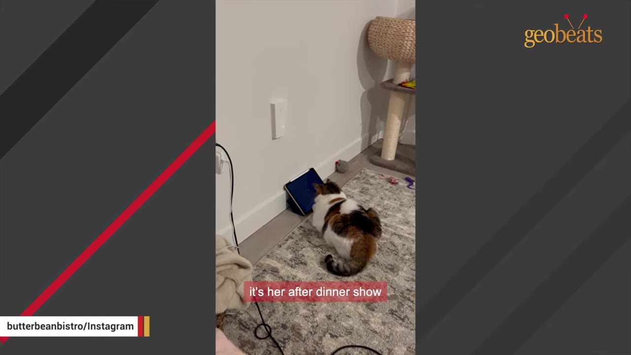 A calico cat sitting on a patterned rug, intently watching a video on an iPad propped against a white wall.
