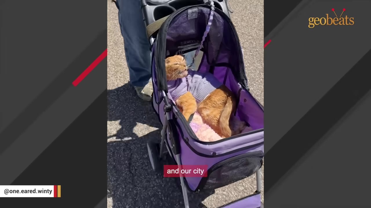An orange cat wearing a purple sweater sits inside a purple pet stroller on an outdoor paved path.
