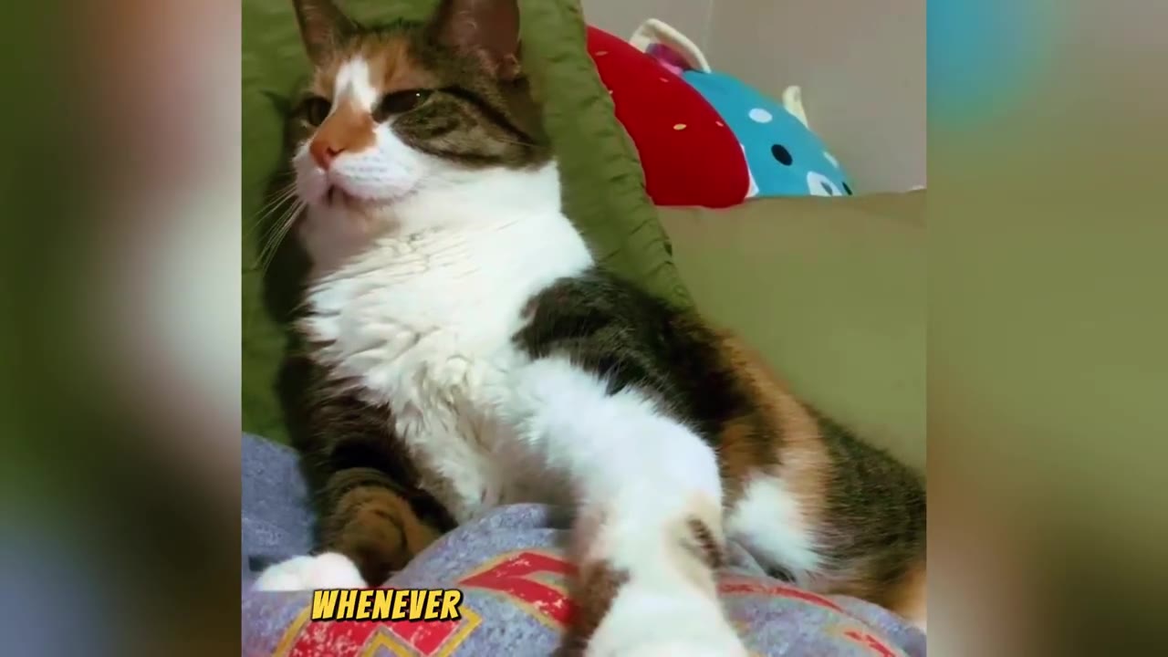 A calico cat sitting upright and leaning back against a green pillow, looking confident and in charge.