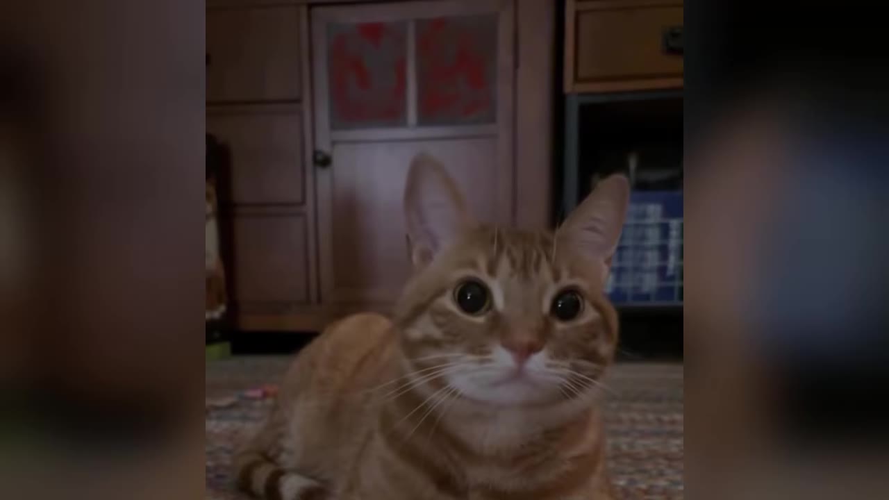 An orange tabby cat lying down and looking directly at the camera with large, calm eyes in a softly lit room.