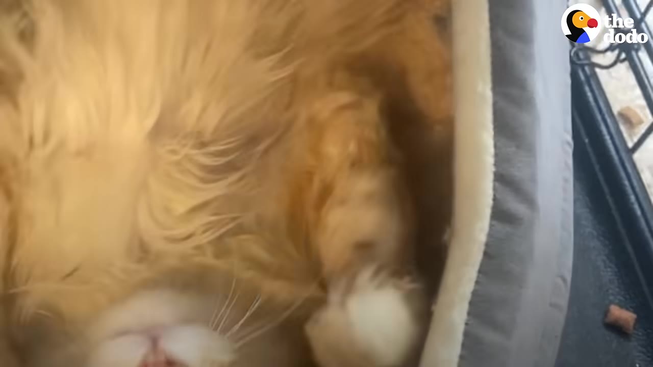 A fluffy orange cat lies on its back inside a soft grey pet bed, showing its white paws and chin.
