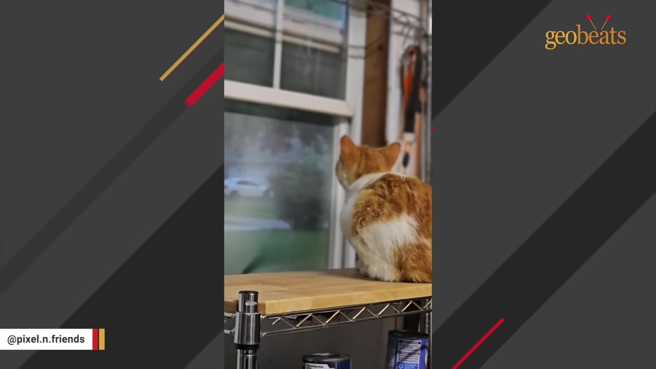 An orange and white cat sits on a wooden shelf indoors, looking out of a window at the outdoor scenery.