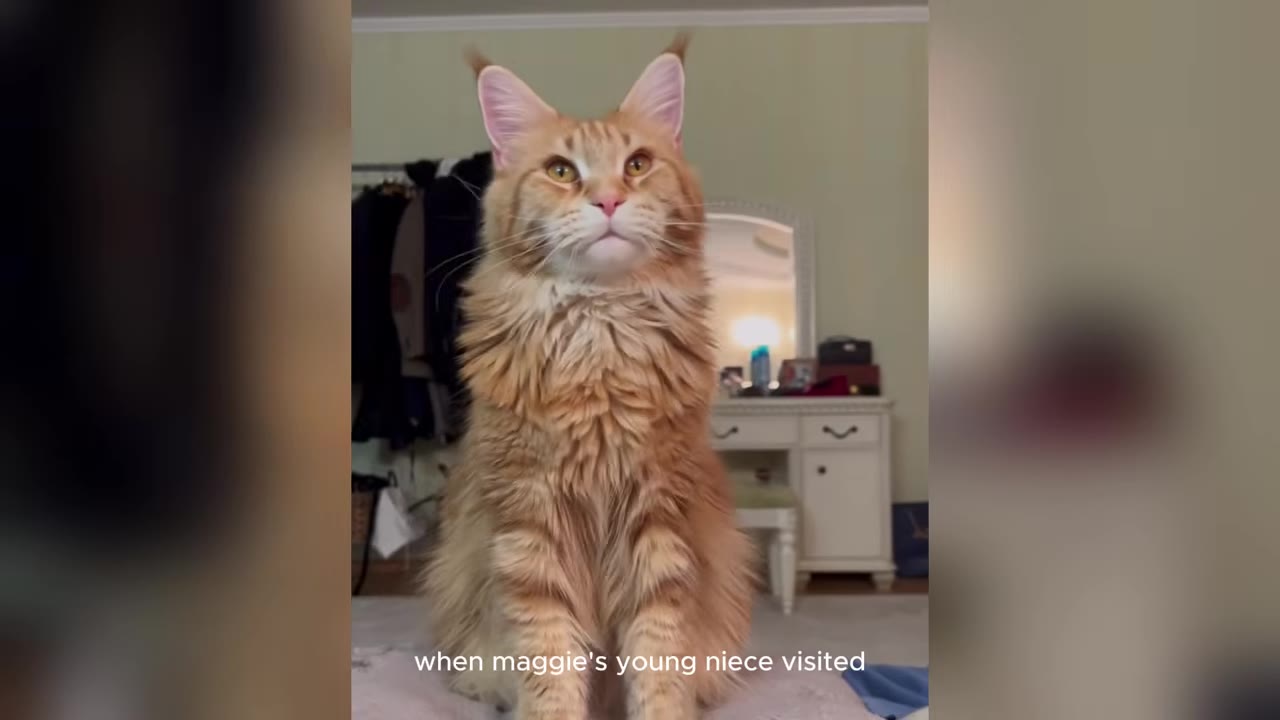 A large, fluffy orange Maine Coon cat sits upright and looks forward with a majestic expression.