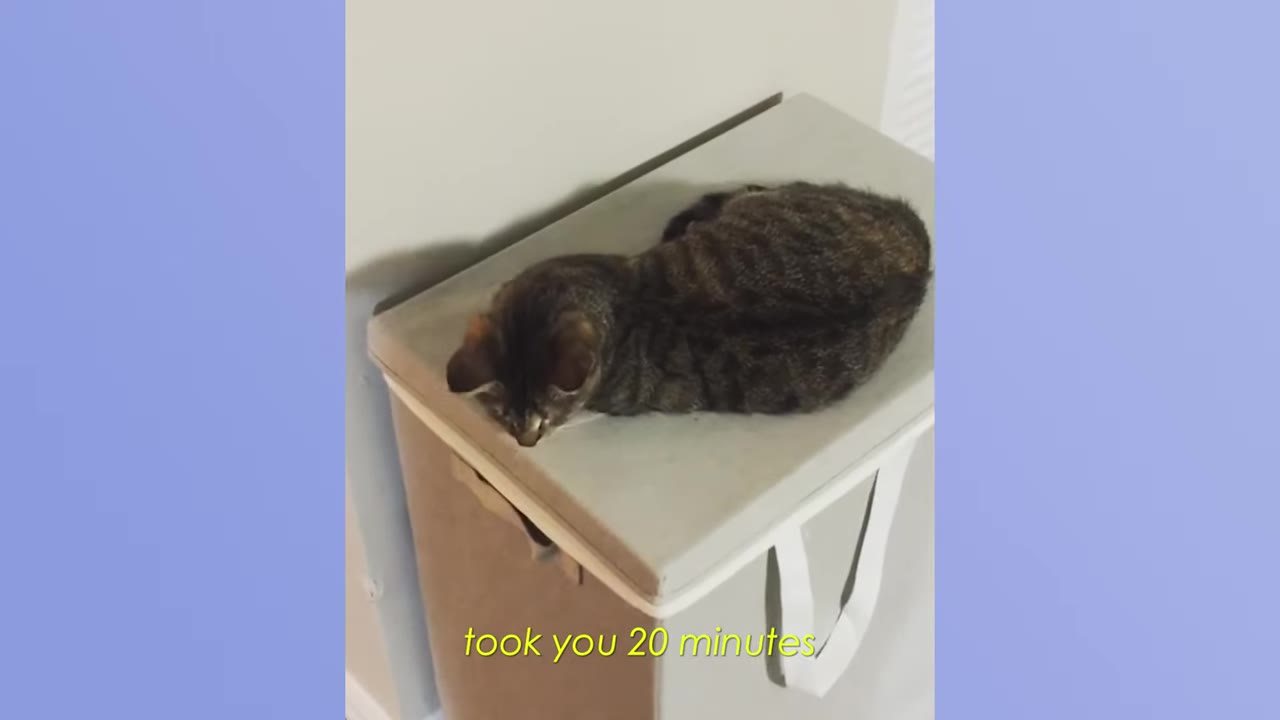 A tabby cat lying down on top of a grey laundry hamper.