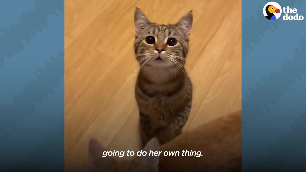 A small tabby cat with large, dark eyes stands on a wooden floor, looking up with an attentive expression.