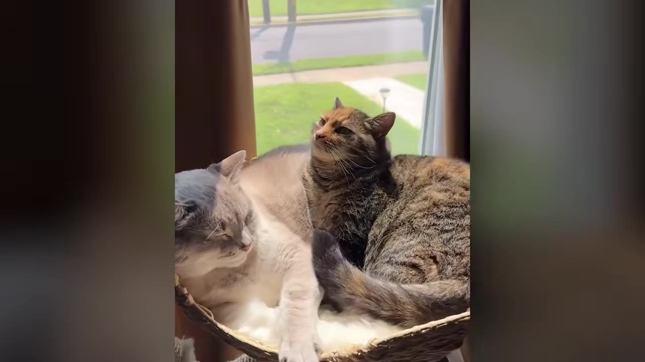 A light grey cat and a brown tabby cat cuddle together in a woven basket perch by a window.
