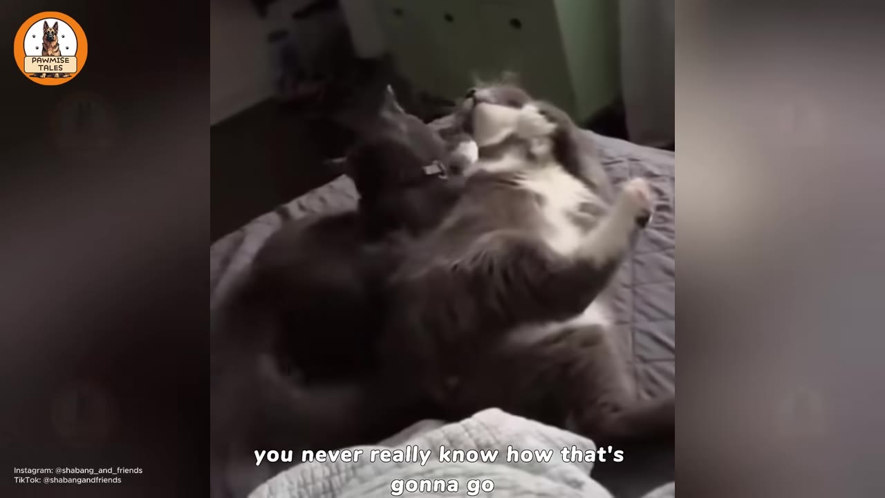 Two cats, one grey and one grey and white, playing together on a bed.