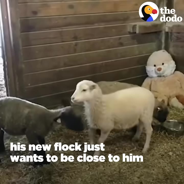 A small white lamb stands in a wooden barn stall next to a dark-colored lamb, with a large stuffed teddy bear sitting in the background.