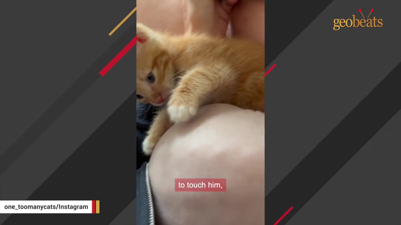 An orange tabby kitten rests on a person's lap while being gently petted.
