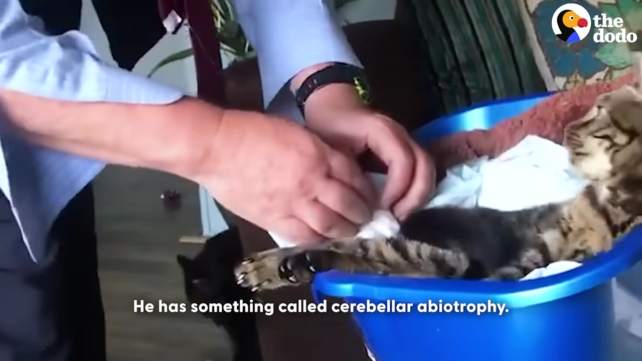A person's hands gently care for a small tabby kitten lying on white cloths inside a blue plastic tub.