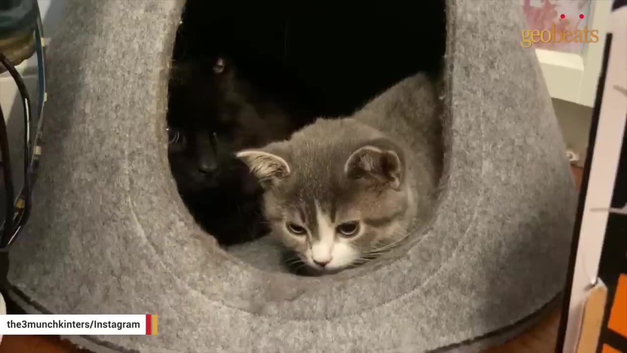 A grey and white kitten lies in the opening of a grey felt cat cave, while a black cat sits behind it in the shadows.