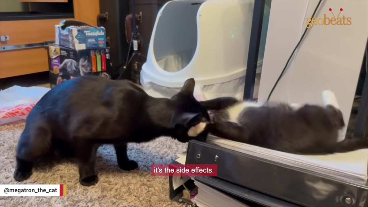A black cat leans in to sniff a black and white kitten lying on its back on top of a black binder.