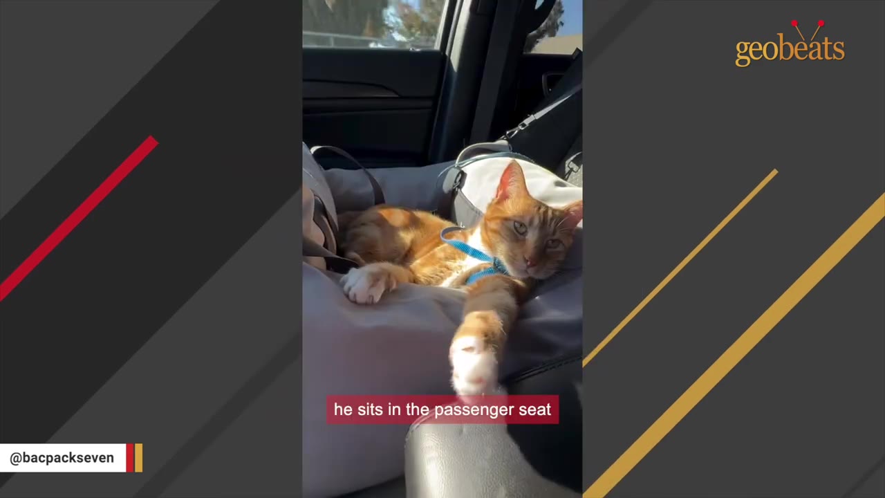 An orange tabby cat wearing a blue harness lies comfortably in a grey pet car seat installed in the passenger side of a vehicle.