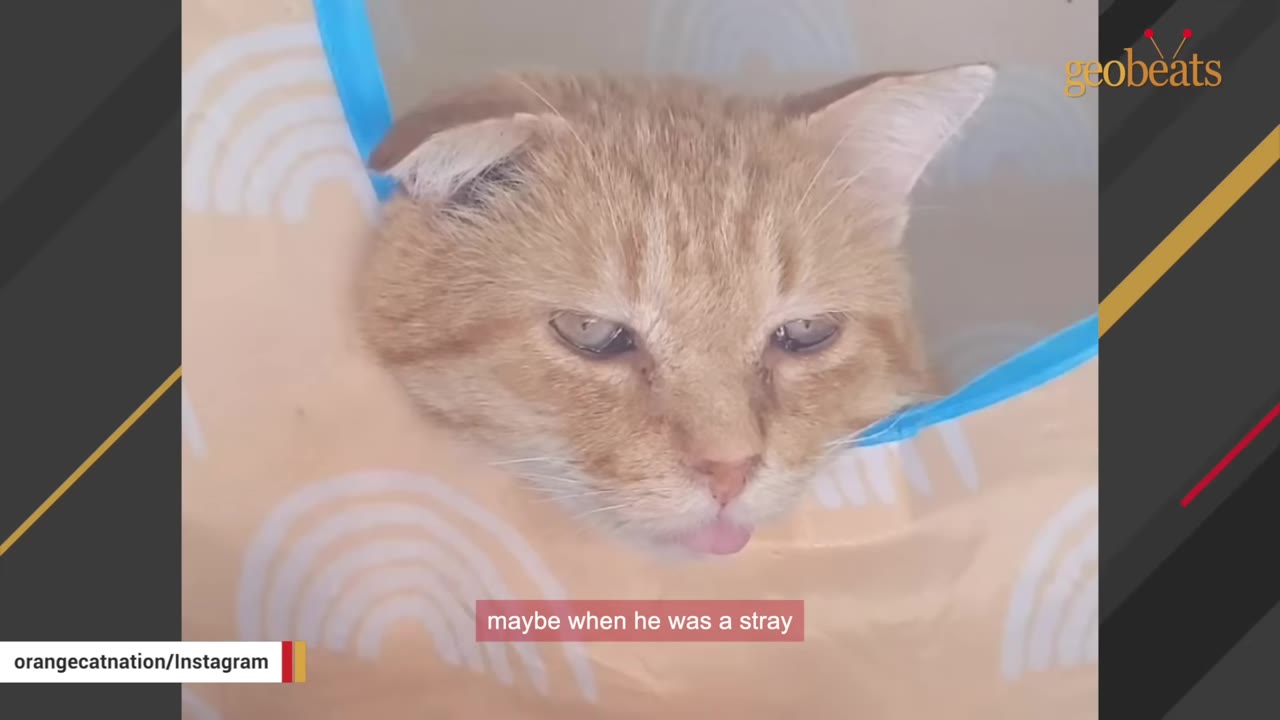 A close-up of an orange cat named Cheesy wearing a soft collar, showing his floppy right ear and a slightly protruding tongue.