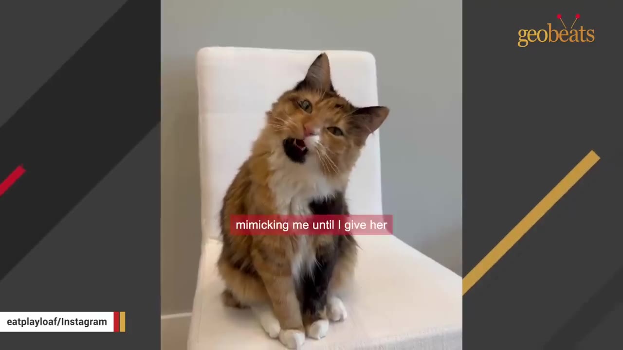 A fluffy calico cat sitting on a white chair, tilting its head to the side with its mouth open as if making a biting motion.