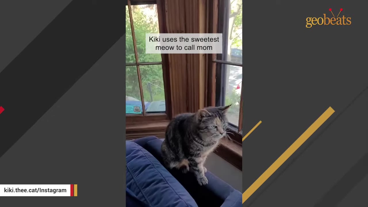 A tabby cat sits on the back of a blue armchair near a window, looking alert.