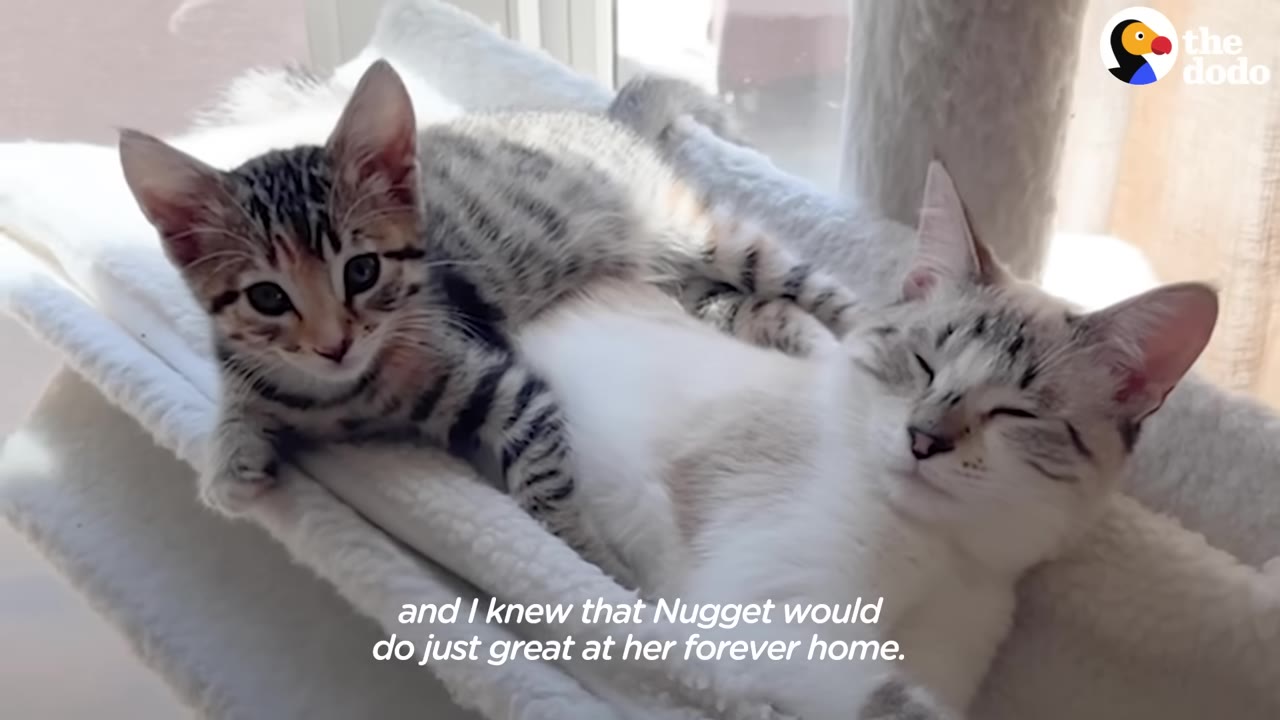 A striped tabby kitten rests its head and paws on a larger white and grey cat lying down on a white cat tree hammock.