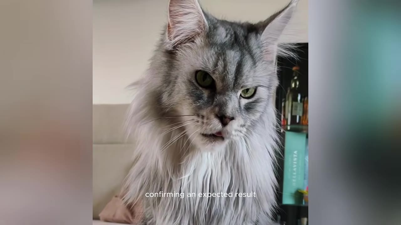 A close-up portrait of a large, fluffy grey Maine Coon cat looking forward with an alert expression.