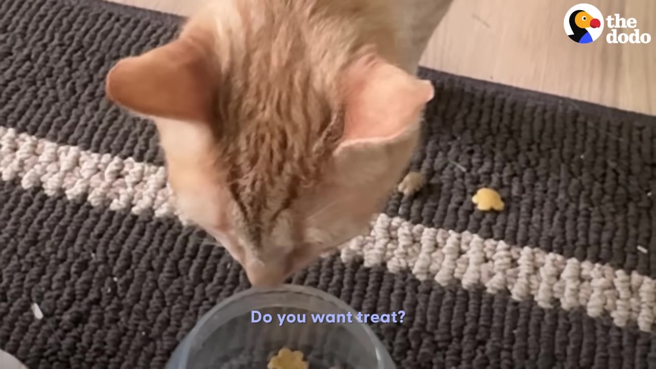 An orange cat looks down at a clear bowl containing small star-shaped treats on a striped rug.