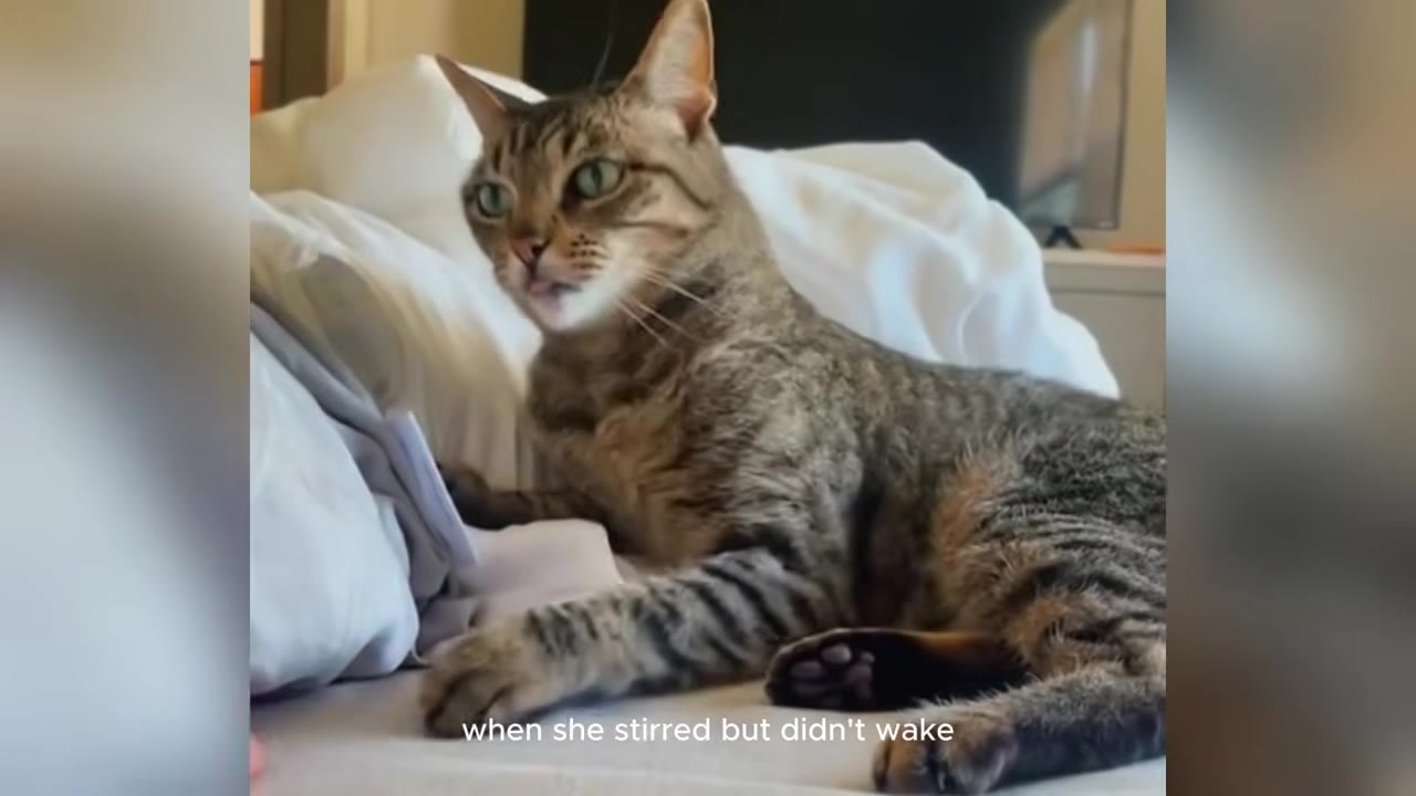 A tabby cat lies alert on a bed with white pillows and sheets.