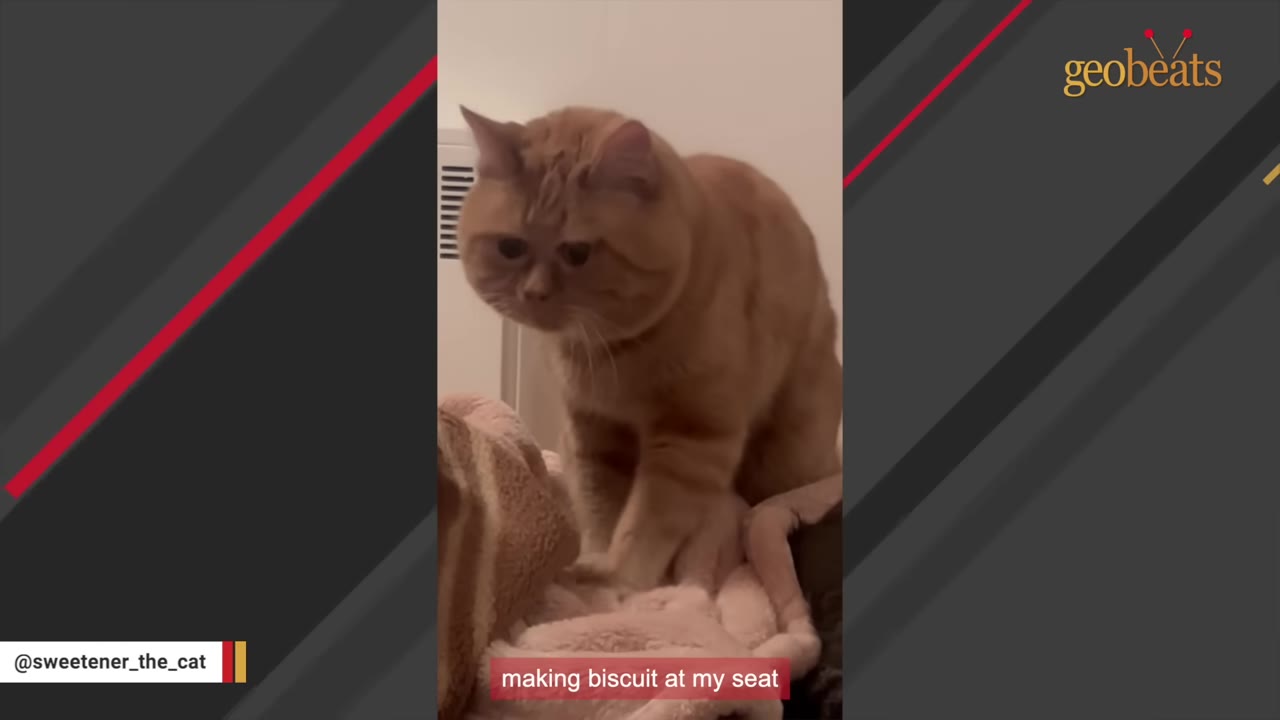 An orange cat standing on a soft blanket, looking down thoughtfully.