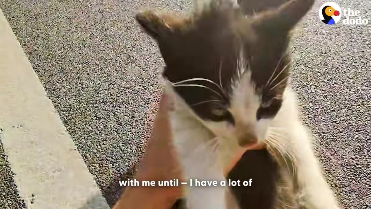 A close-up of a small black and white kitten being held gently in a person's hand on the side of a paved road.